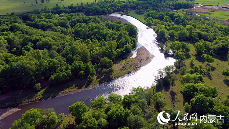 房车网 俯瞰樟子松林。红花尔基樟子松国家森林公园供图