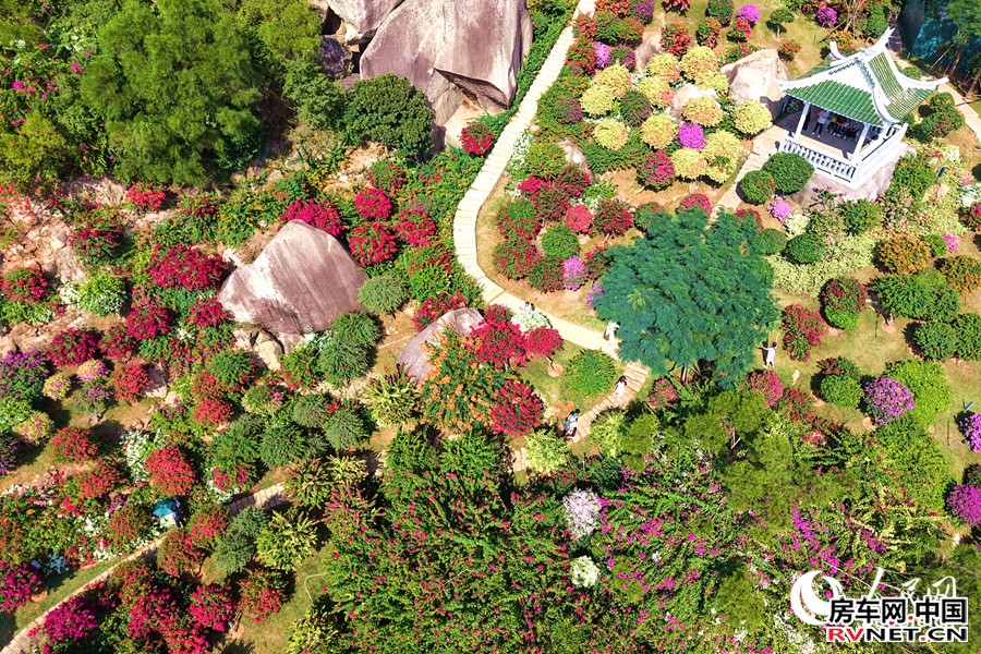 品种各异的三角梅依山势错落生长。人民网记者 陈博摄