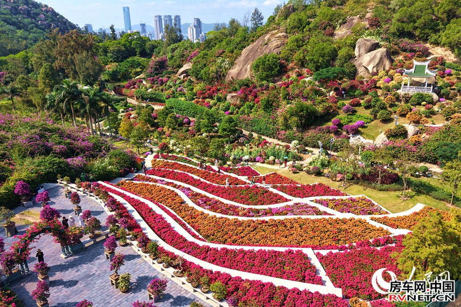 绚丽多彩的三角梅拼成“调色板”。人民网记者 陈博摄