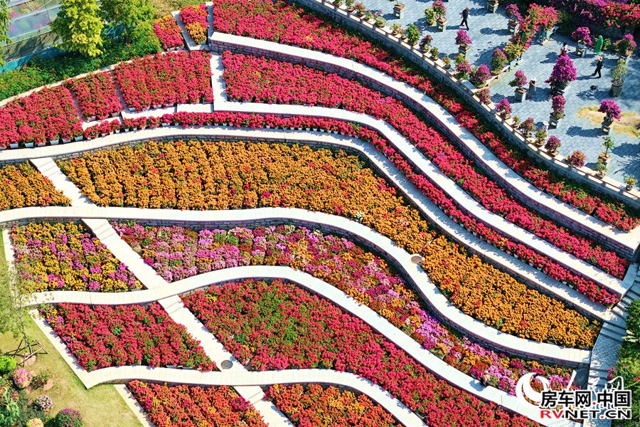 满园三角梅争奇斗艳，好似一条“花毯”。人民网记者 陈博摄