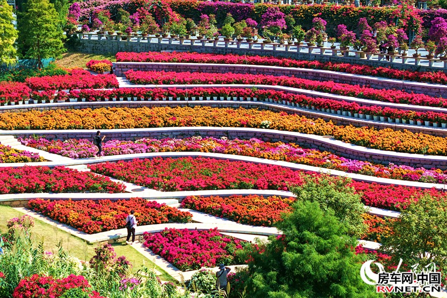 层层叠叠的三角梅引人入胜。人民网记者 陈博摄