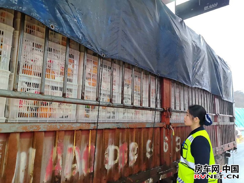 1月4日，满载资中血橙的大货车通过资中西收费站，收费人员对车辆所载货物种类进行检查。蔡林宏供图