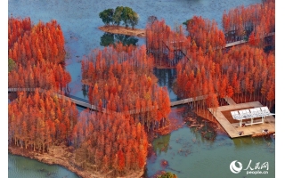 图片 江西南昌：&ldquo;水上森林&rdquo;景独好