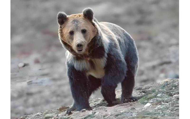 藏马熊群垃圾场觅食，&ldquo;抓到什么都敢往嘴里送，一次性饭盒、塑料袋、油桶&rdquo;