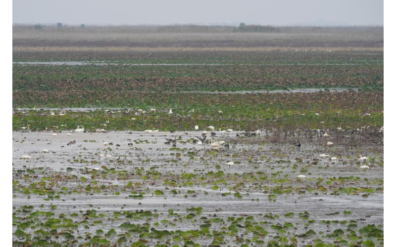 鄱阳湖&ldquo;鹤舞莲海&rdquo;：这场&ldquo;天作之合&rdquo;如何奇缘长续？
