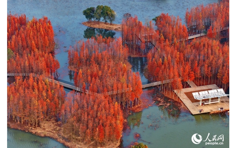 图片 江西南昌：&ldquo;水上森林&rdquo;景独好